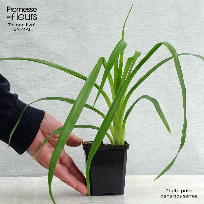 Amostra de Hemerocallis Crimson Pirate Vaso de 8/9 cm tal como entregue na primavera