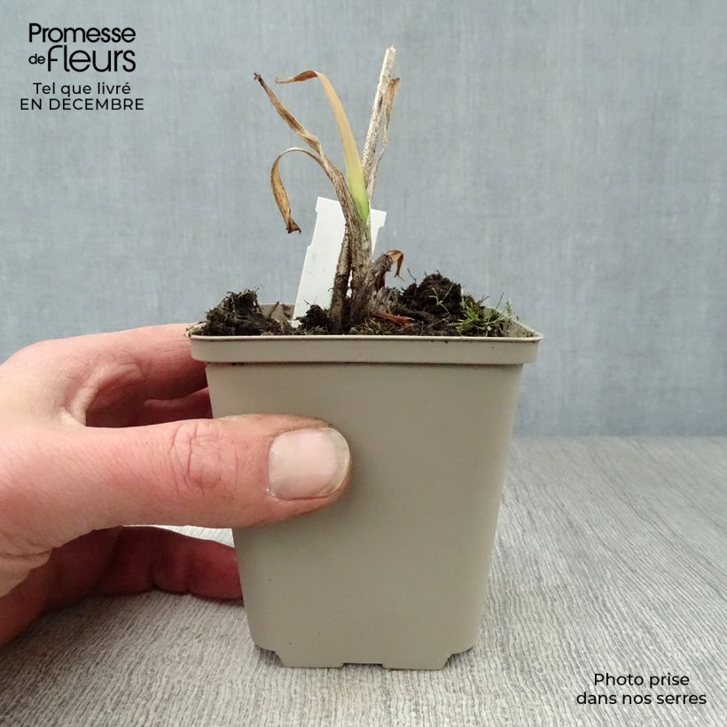 Amostra de Hémérocalle Crimson Pirate - Lis d'un Jour rouge vif Vaso de 8/9 cm tal como entregue no inverno