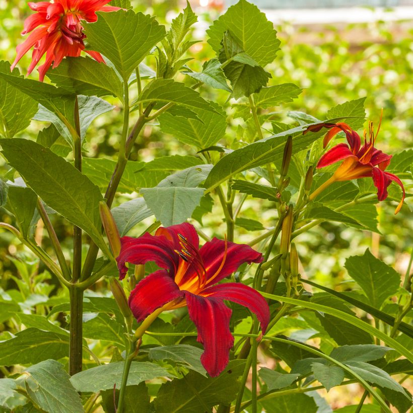 Hemerocallis Crimson Pirate (Hábito)