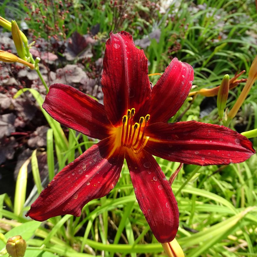 Hemerocallis Crimson Pirate (Floração)