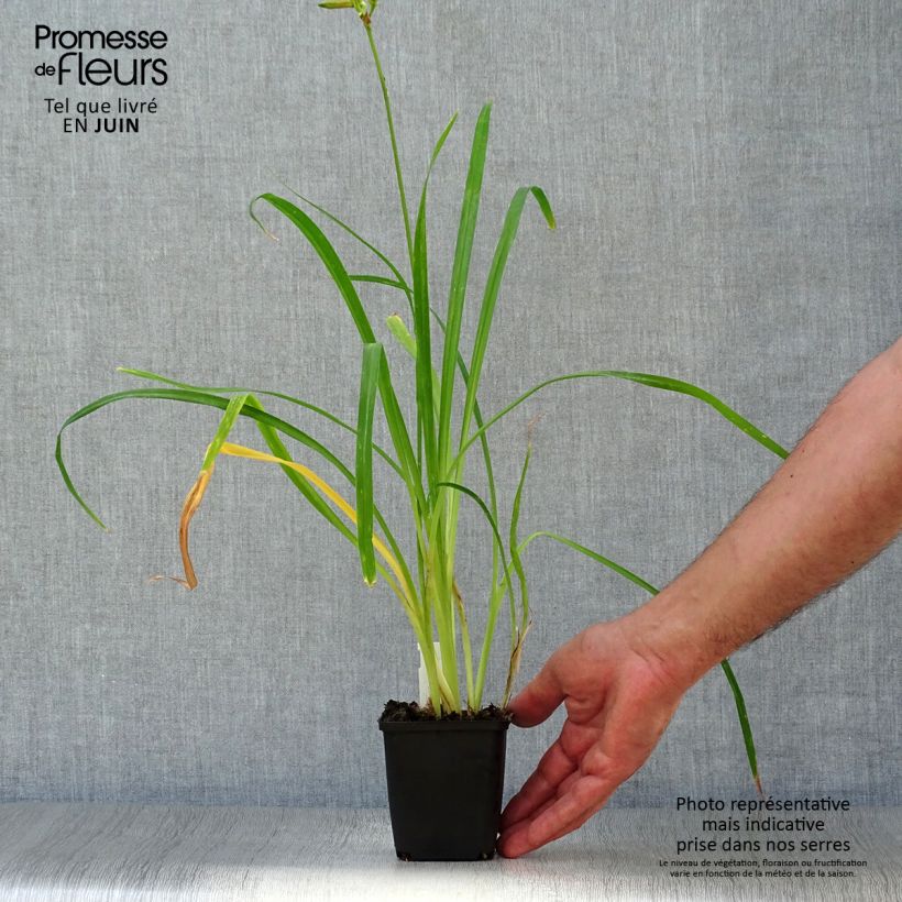 Amostra de Hemerocallis Crimson Pirate Vaso de 8/9 cm tal como entregue no verão