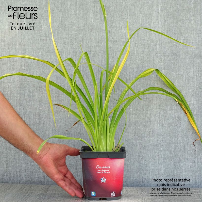 Amostra de Hemerocallis Crimson Pirate Vaso de 2 L/3 L tal como entregue no verão