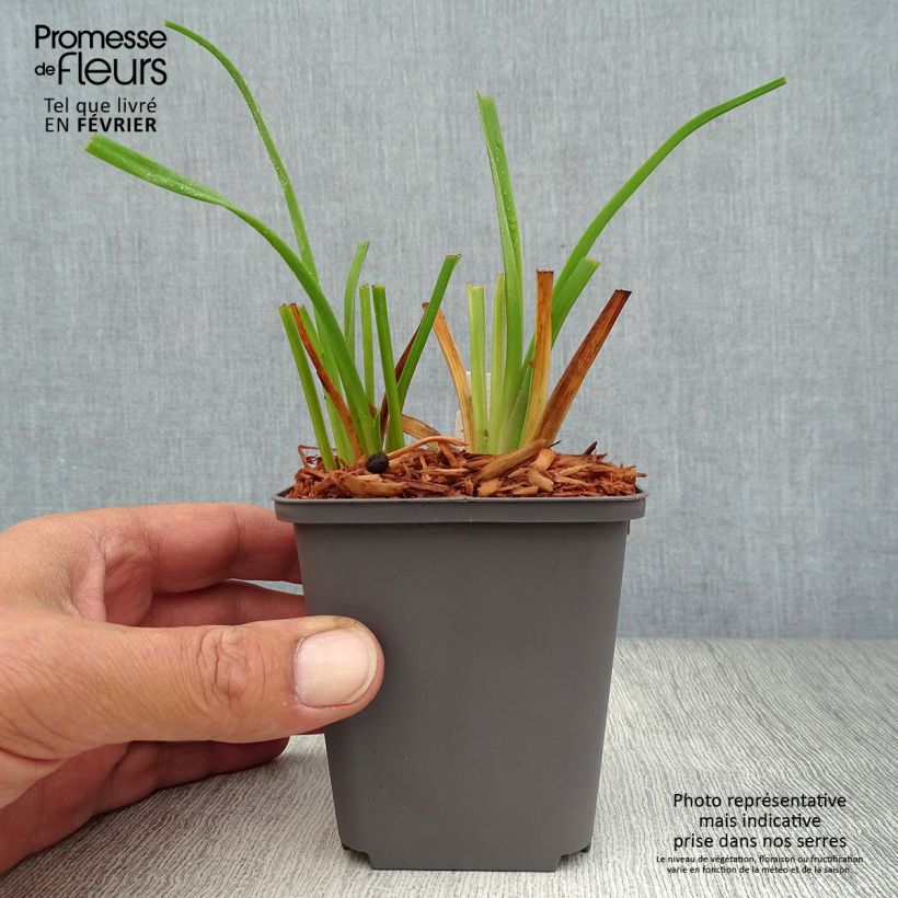 Amostra de Hemerocallis Custard Candy Vaso de 8/9 cm tal como entregue no outono