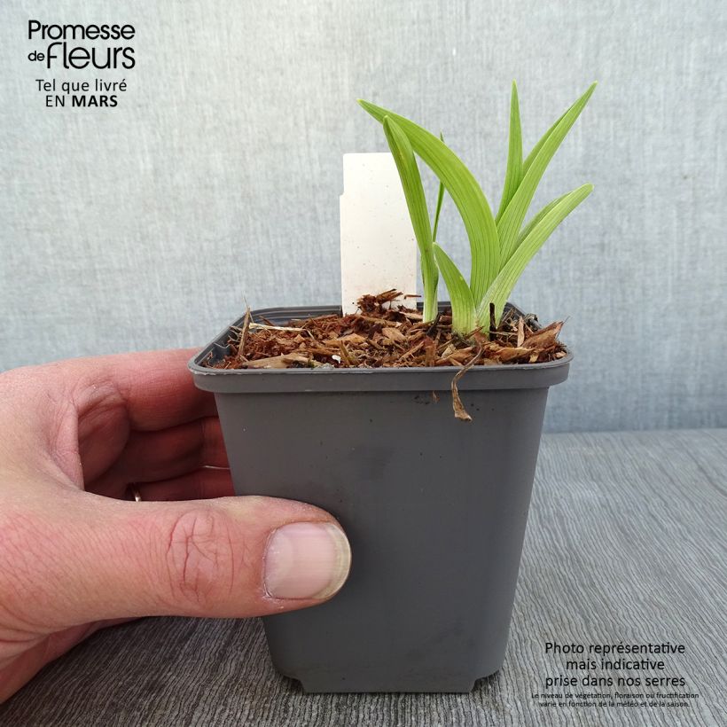 Amostra de Hémérocalle Custard Candy - Lis d'un jour jaune et crème Vaso de 8/9 cm tal como entregue no inverno