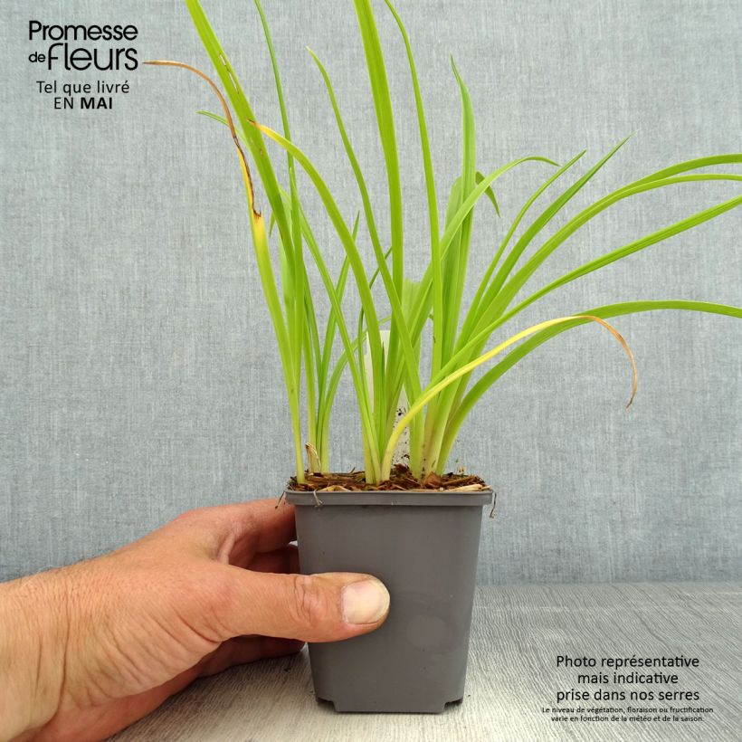 Amostra de Hemerocallis Custard Candy Vaso de 8/9 cm tal como entregue na primavera