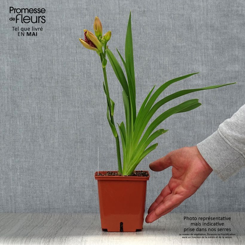 Amostra de Hemerocallis Daring Deception Vaso de 1 L/1,5 L tal como entregue na primavera