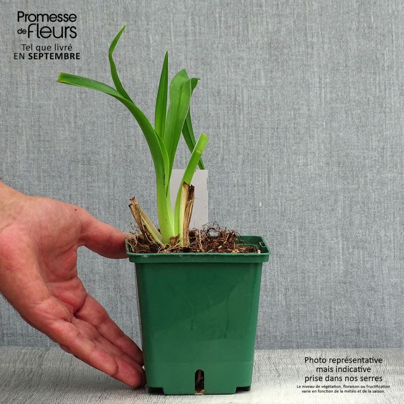 Amostra de Hemerocallis Daring Dilemma Vaso de 1 L/1,5 L tal como entregue no verão