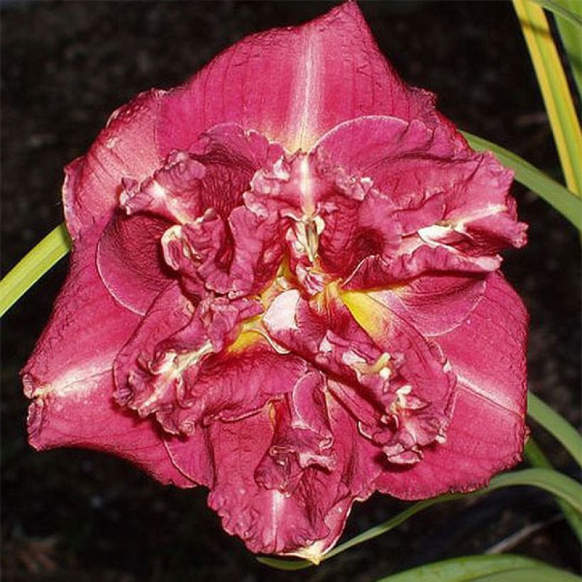 Hemerocallis Desdemona (Floração)