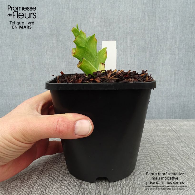 Amostra de Hemerocallis Destined to See Vaso de 1 L/1,5 L tal como entregue no inverno