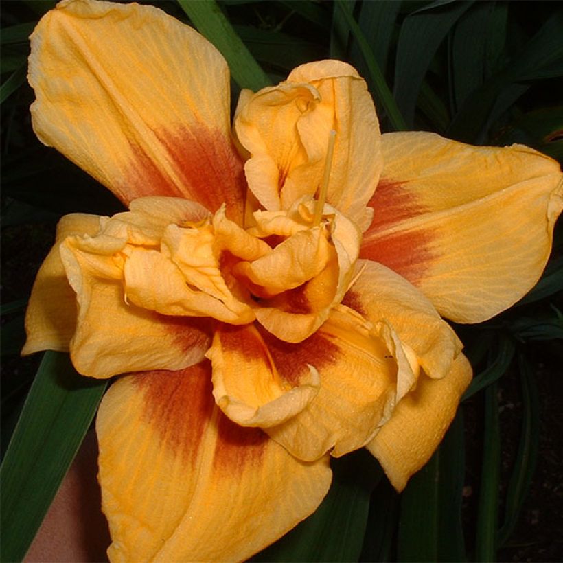 Hemerocallis Double Bold One (Floração)
