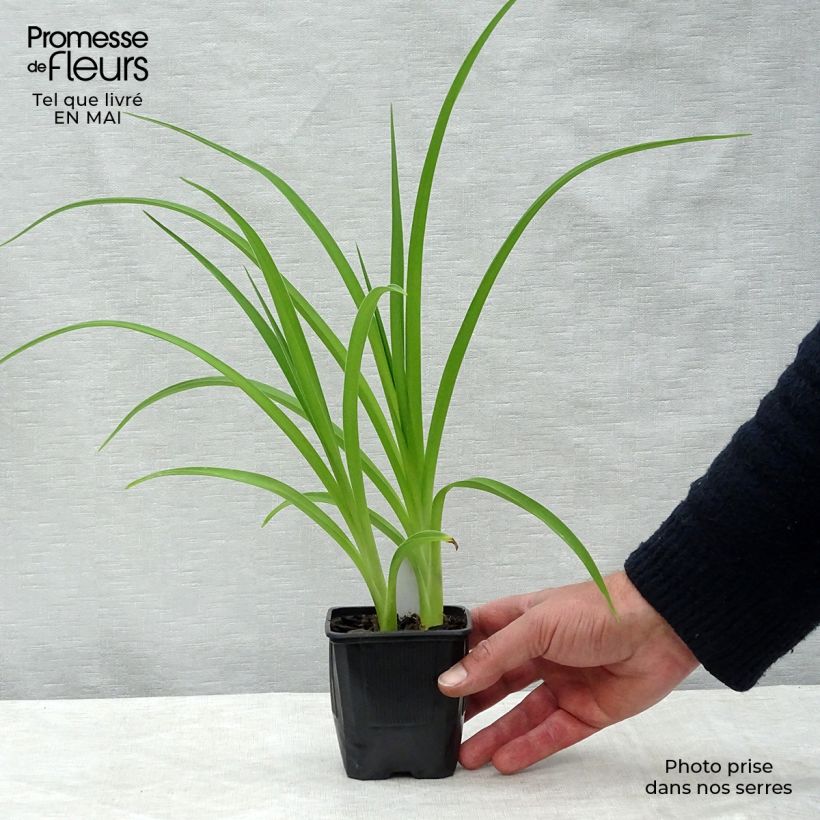 Amostra de Hemerocallis Double River Wye Vaso de 8/9 cm tal como entregue na primavera