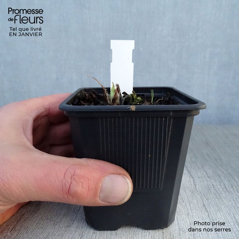 Amostra de Hémérocalle Double River Wye - Lis d'un jour jaune citron Vaso de 8/9 cm tal como entregue no inverno