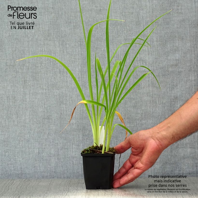 Amostra de Hemerocallis Double River Wye Vaso de 8/9 cm tal como entregue no verão
