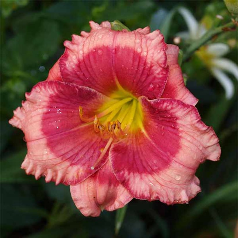 Hemerocallis Dragons Eye (Floração)