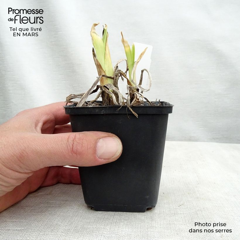 Amostra de Hemerocallis Dragons Eye Vaso de 1 L/1,5 L tal como entregue na primavera