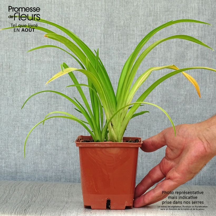 Amostra de Hemerocallis Dragons Eye Vaso de 1 L/1,5 L tal como entregue no verão