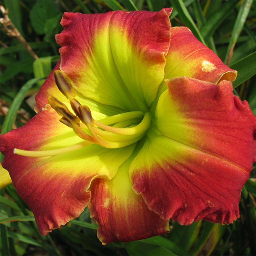 Hemerocallis Dragons King (Floração)