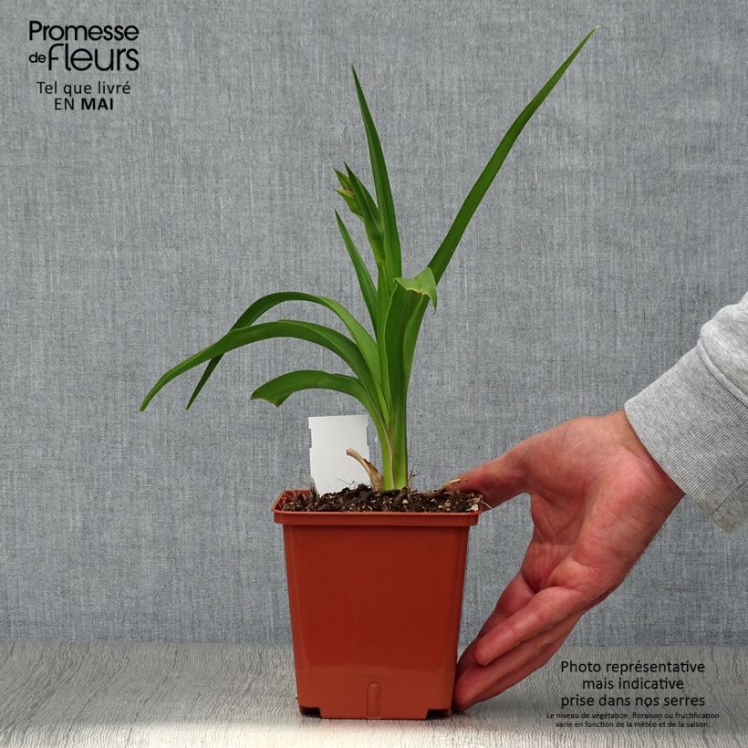Amostra de Hemerocallis Dream Legacy Vaso de 1 L/1,5 L tal como entregue na primavera