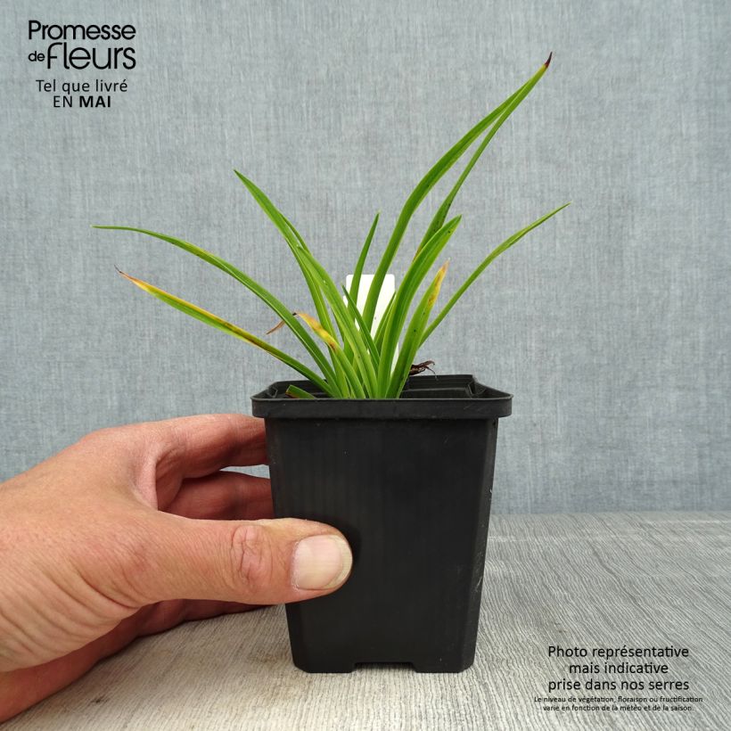 Amostra de Hemerocallis Ed Murray Vaso de 8/9 cm tal como entregue na primavera