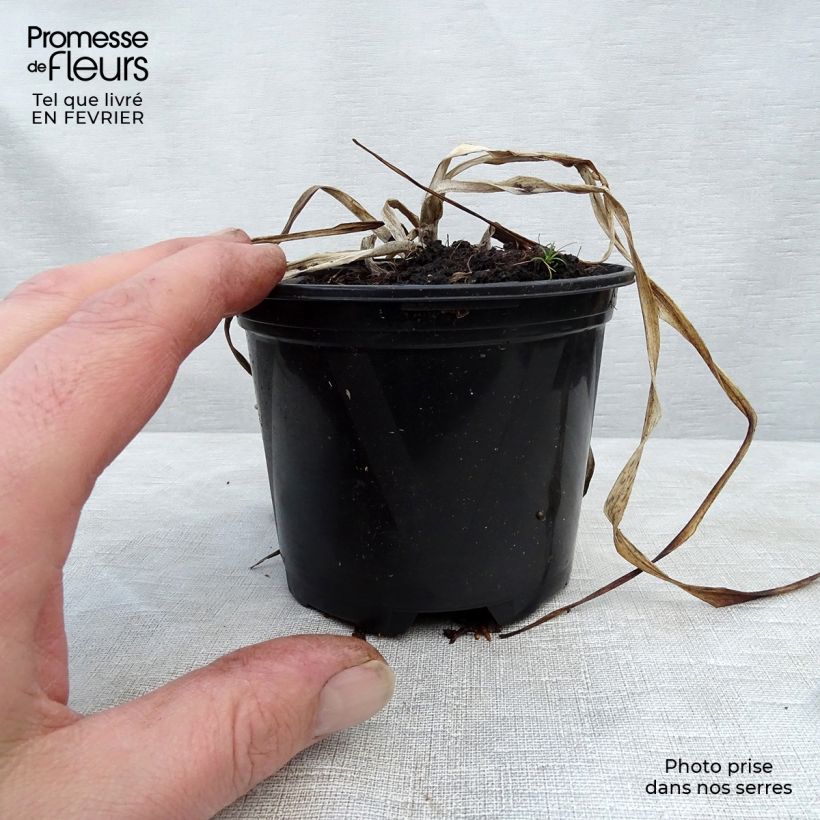 Amostra de Hémérocalle El Desperado - Lis d'un Jour jaune à macule noire Vaso de 8/9 cm tal como entregue no inverno