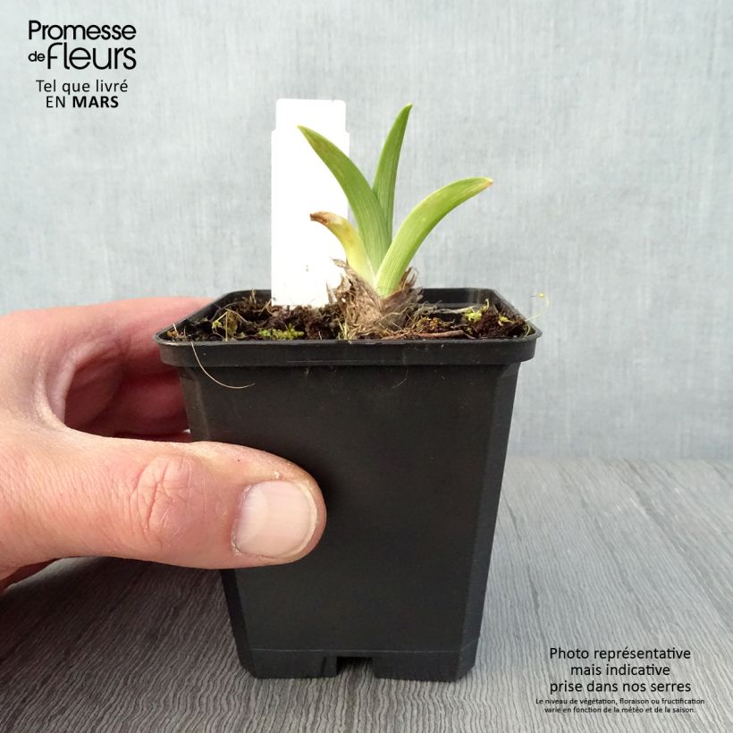 Amostra de Hemerocallis El Desperado Vaso de 8/9 cm tal como entregue na primavera