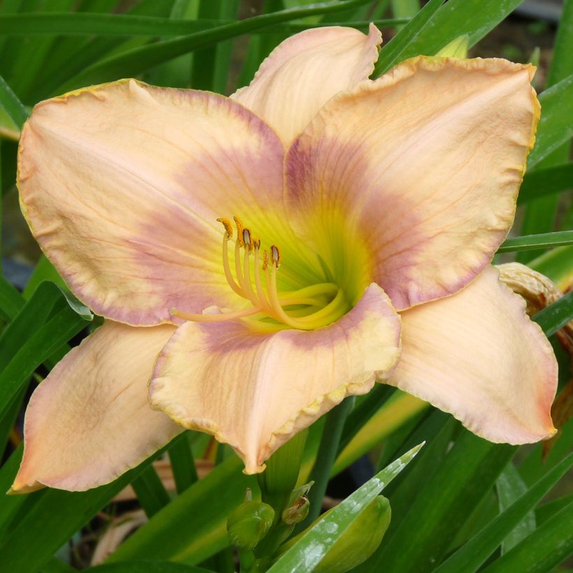 Hemerocallis Elegantissima (Floração)