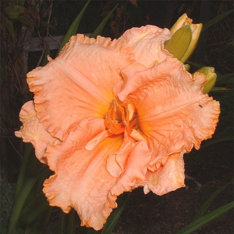 Hemerocallis Elisabeth Salter (Floração)
