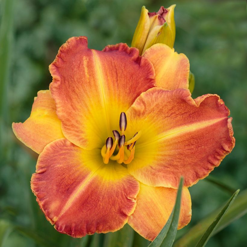 Hemerocallis Everydaylily Bronze (Floração)