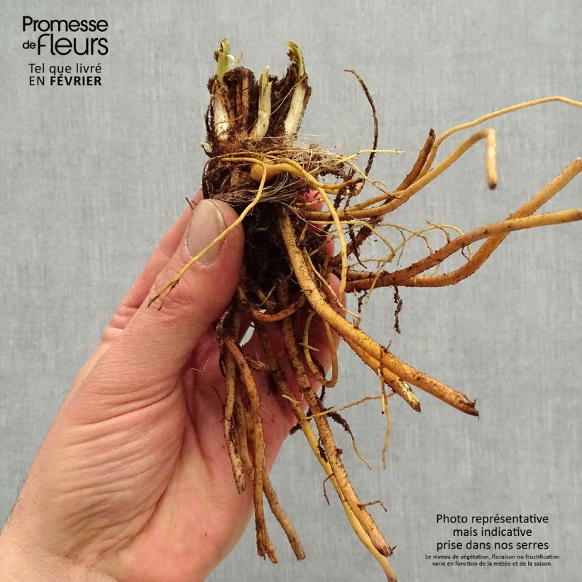 Amostra de Hémérocalle Everydaylily Bronze - Lis d'un jour Petites Racines nues tal como entregue no inverno