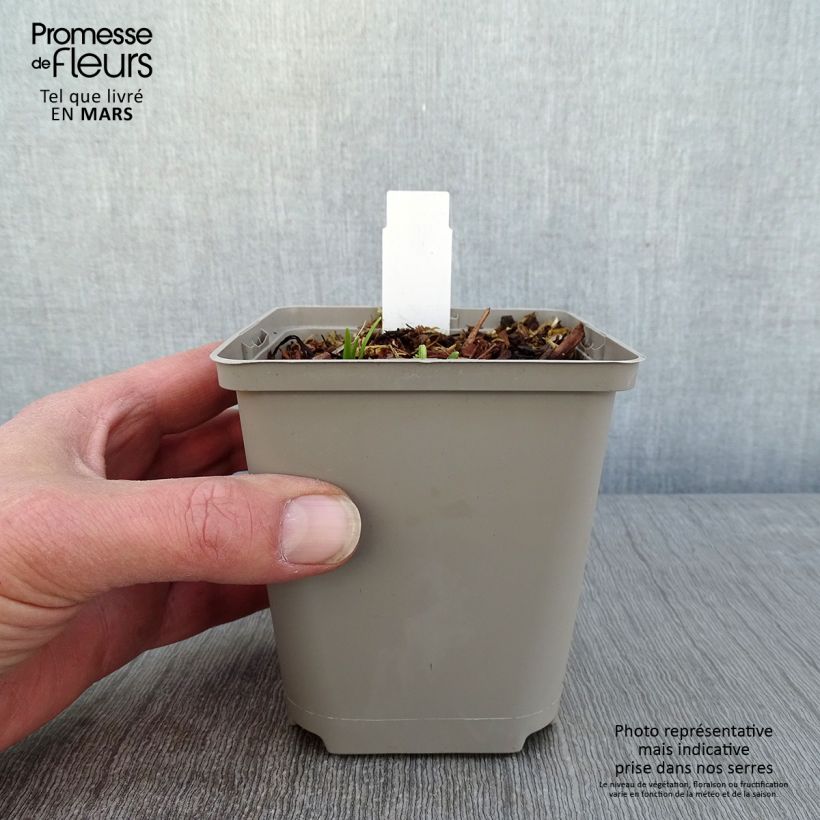 Amostra de Hémérocalle Everydaylily Cerise - Lis d'un jour Vaso de 8/9 cm tal como entregue no inverno