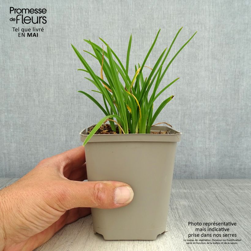 Amostra de Hemerocallis Everydaylily Cerise Vaso de 8/9 cm tal como entregue na primavera