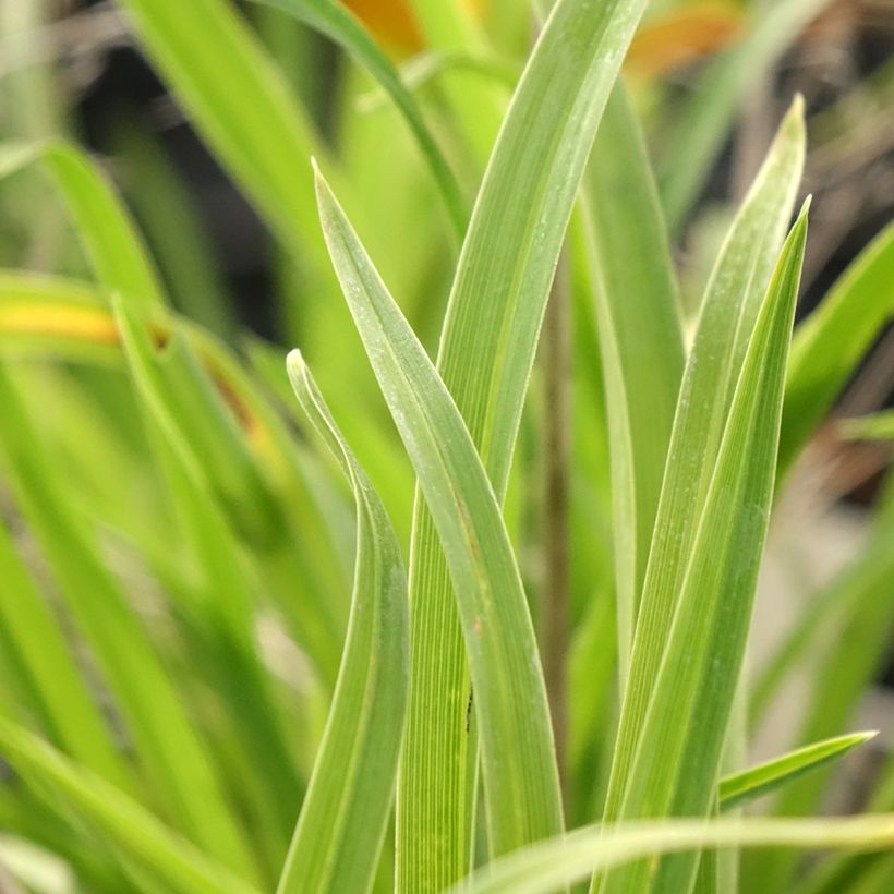 Hemerocallis Everydaylily Punch Yellow (Folhagem)
