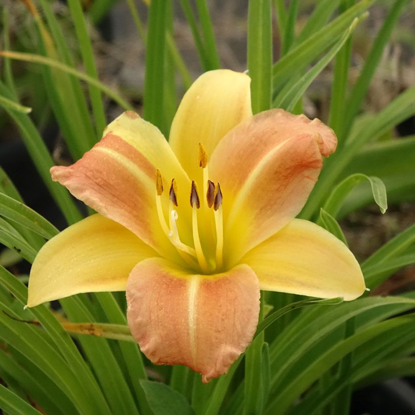 Hemerocallis Everydaylily Punch Yellow (Floração)