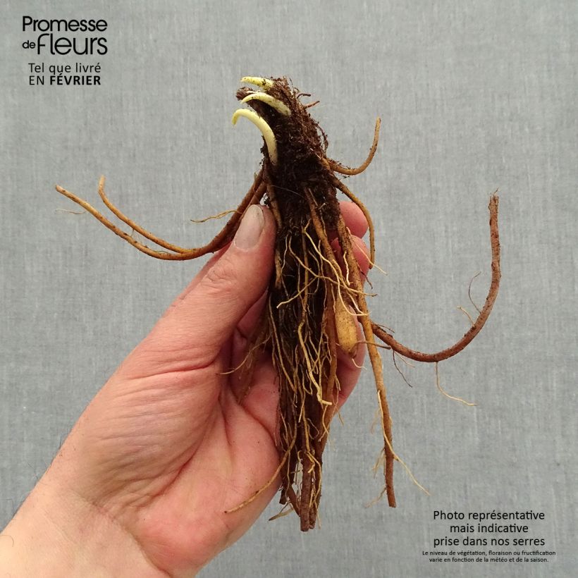 Amostra de Hémérocalle Everydaylily Punch Yellow - Lis d'un jour Petites Racines nues tal como entregue no inverno