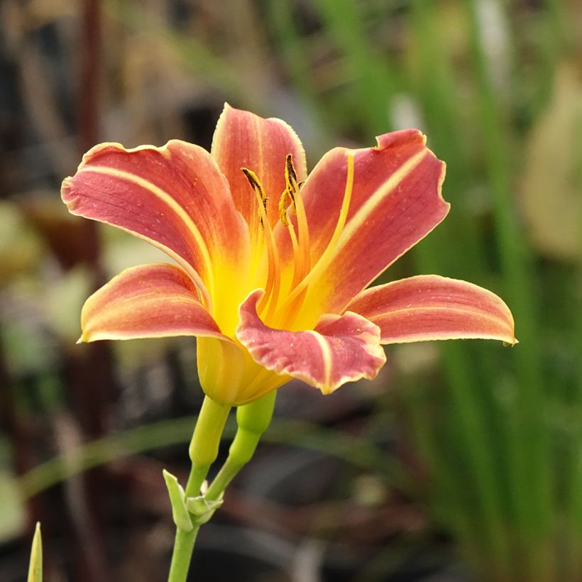 Hemerocallis Everydaylily Red Ribs (Floração)