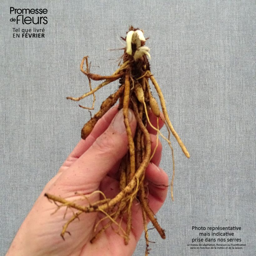 Amostra de Hémérocalle Everydaylily Red Ribs - Lis d'un jour Raízes nuas tal como entregue no inverno