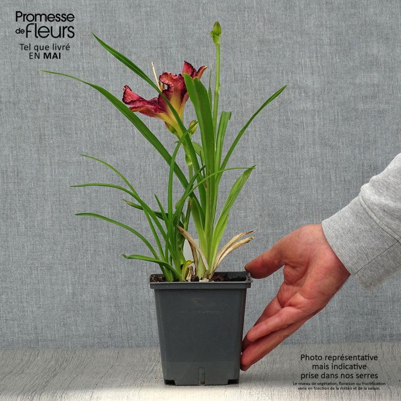 Amostra de Hemerocallis Exotic Treasure Vaso de 1 L/1,5 L tal como entregue na primavera
