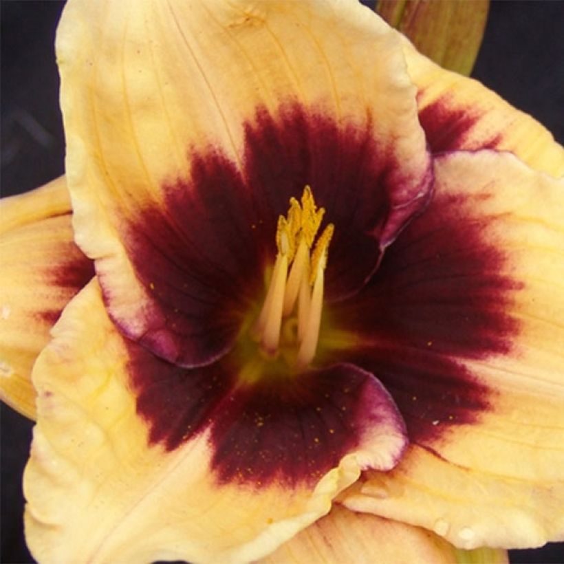 Hemerocallis Eye of Newt (Floração)