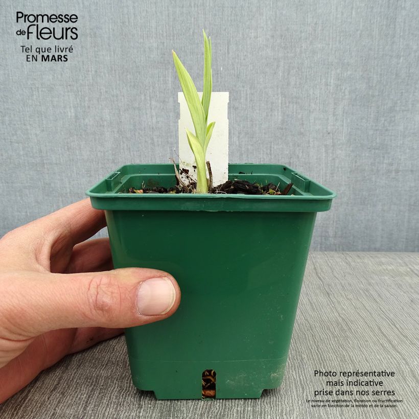 Amostra de Hémérocalle Eyed Beauty - Lis d'un Jour Vaso de 1 L/1,5 L tal como entregue no inverno