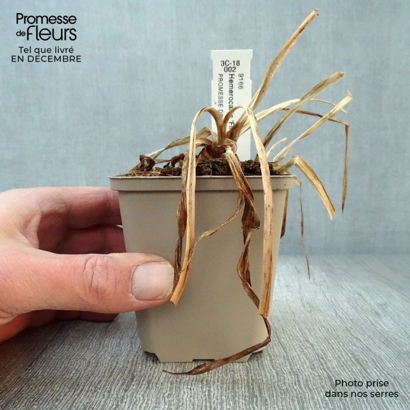 Amostra de Hémérocalle Final Touch - Lis d'un jour rose carmin à centre vert Vaso de 8/9 cm tal como entregue no inverno