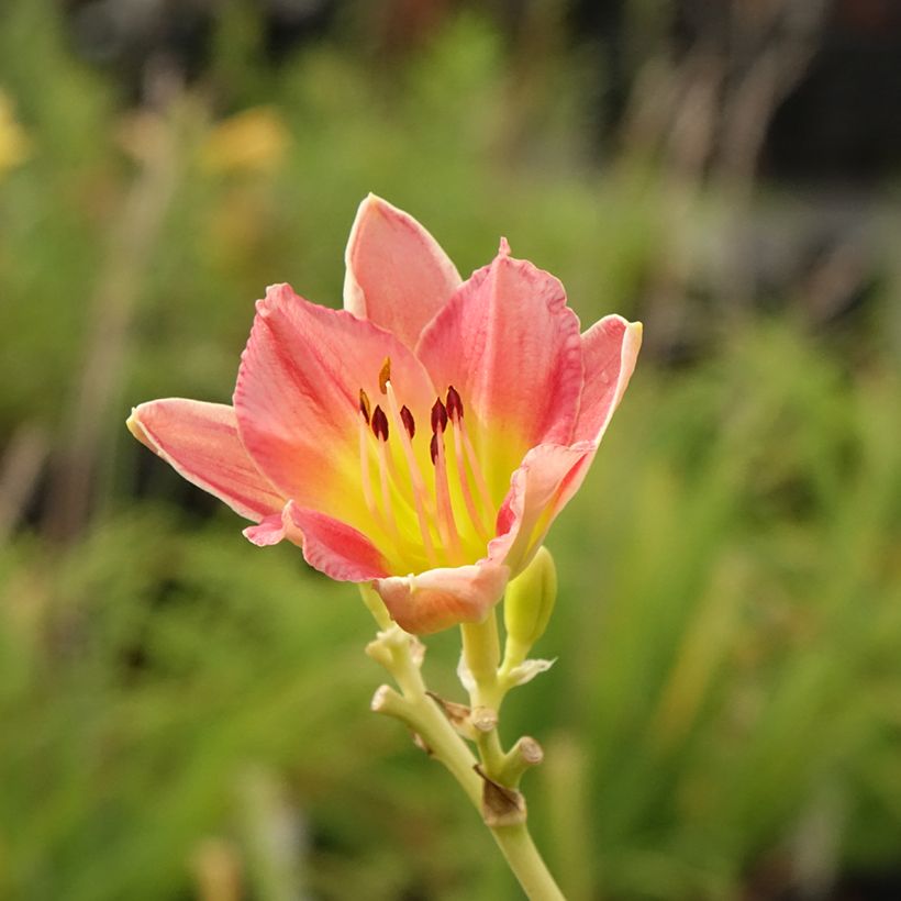 Hemerocallis Final Touch (Floração)