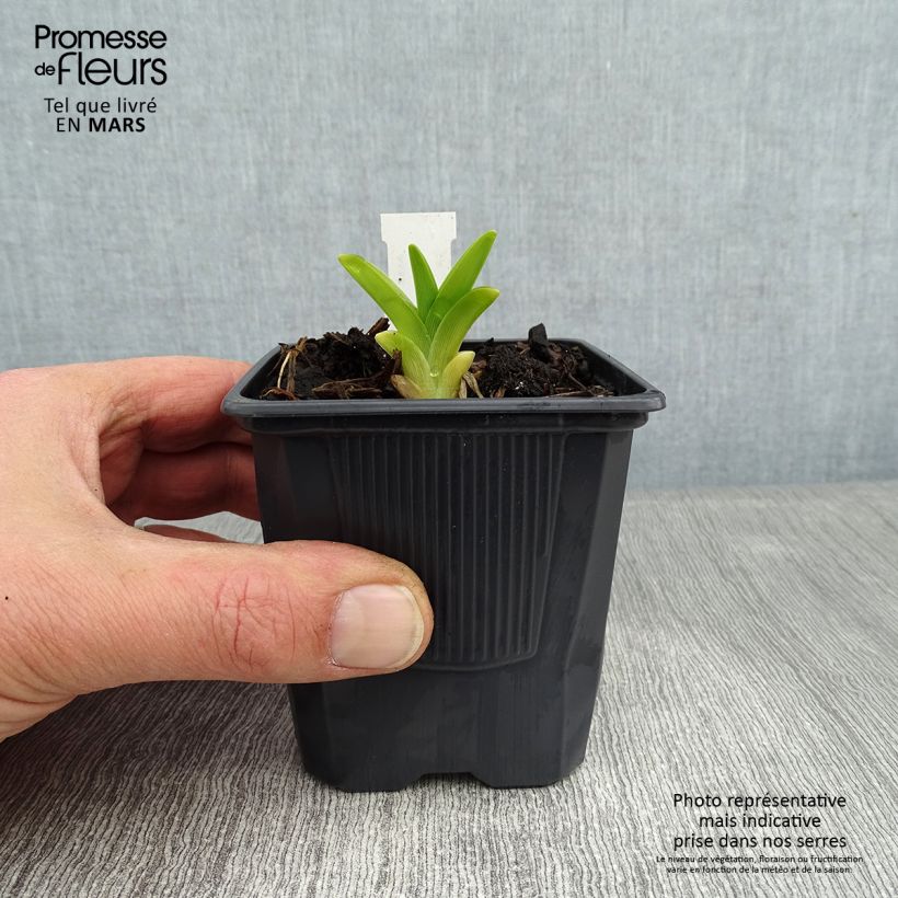 Amostra de Hémérocalle Flambeau - Lis d'un Jour Vaso de 8/9 cm tal como entregue no inverno