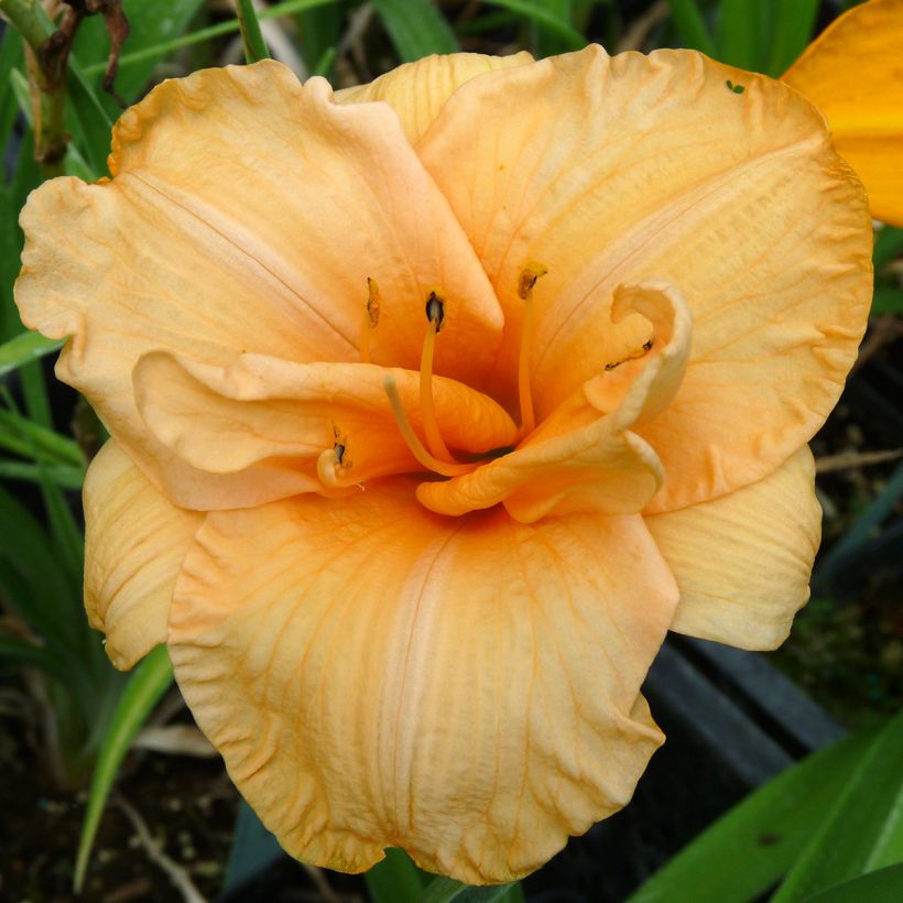 Hemerocallis Flower Pavilion (Floração)