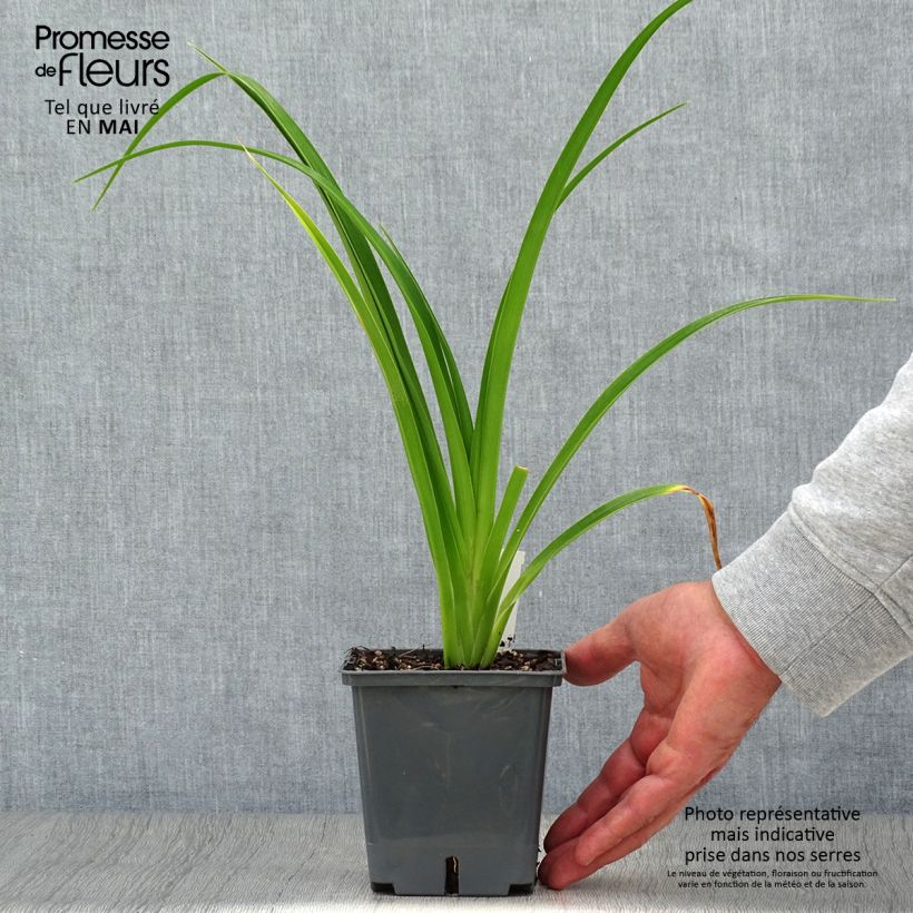 Amostra de Hemerocallis Forty Second Street Vaso de 1 L/1,5 L tal como entregue na primavera