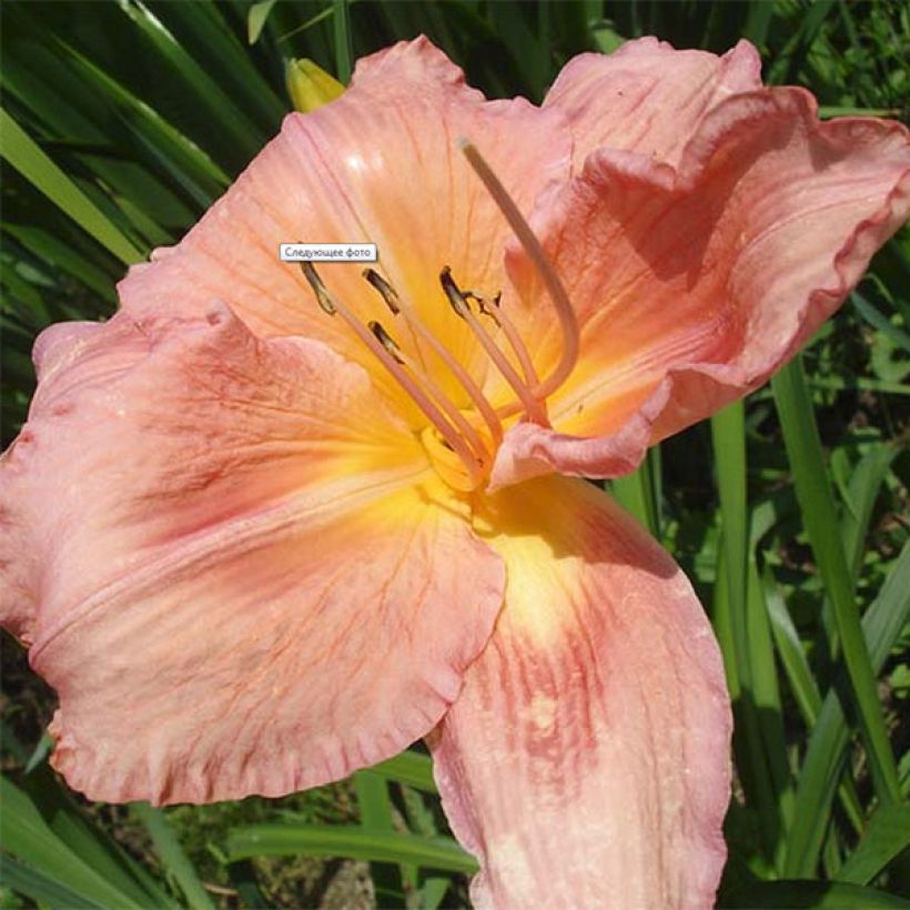 Hemerocallis Franck Gladney (Floração)