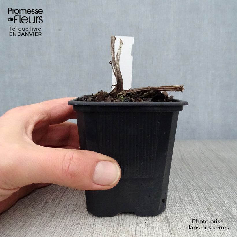 Amostra de Hémérocalle Frans Hals - Lis d'un Jour bicolore rouge orange Vaso de 8/9 cm tal como entregue no inverno