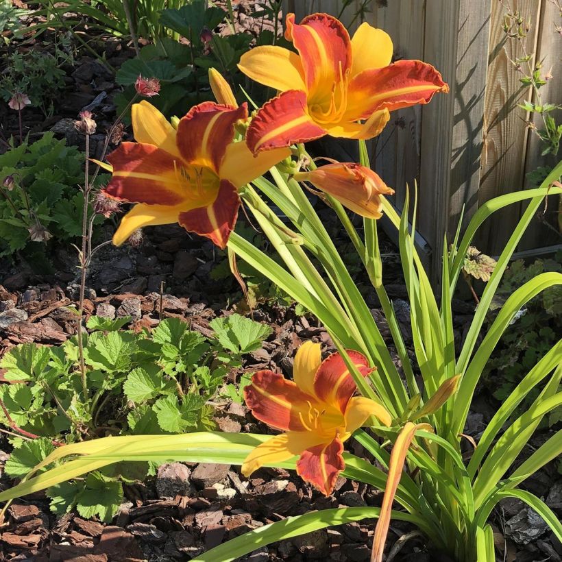 Hemerocallis Frans Hals (Hábito)