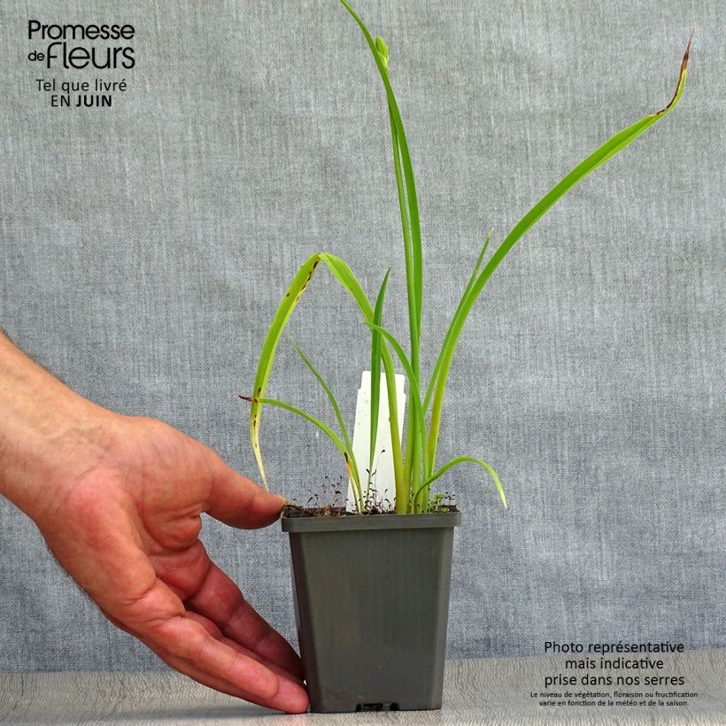Amostra de Hemerocallis Frans Hals Vaso de 8/9 cm tal como entregue no verão