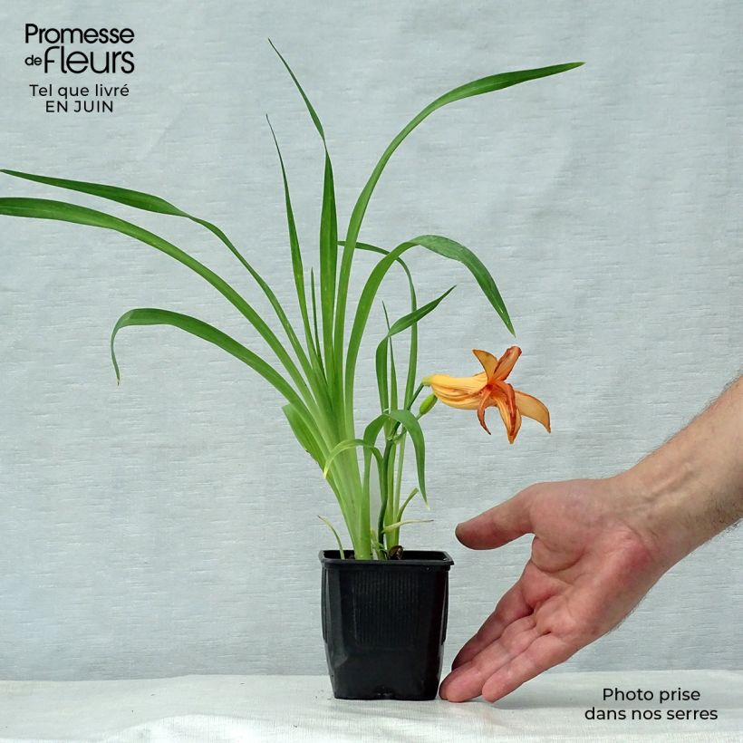 Amostra de Hemerocallis George Cunningham Vaso de 8/9 cm tal como entregue no verão