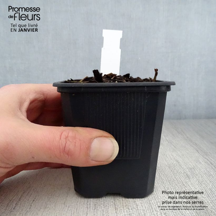 Amostra de Hemerocallis George Cunningham Vaso de 8/9 cm tal como entregue no inverno